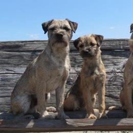 Border Terriers and Whippets from Tumbleweed