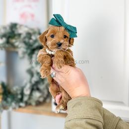 Wynter 9-12lbs full grown - Red  female Goldendoodle puppy in Cedar City, Utah from Cedar Doodles- Home of the Teddybear Goldendoodle
