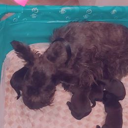 CATERINA - Scottish Terrier