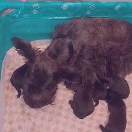 CATERINA - Scottish Terrier