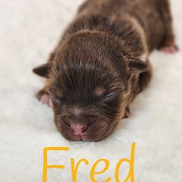 Fred - Red tri male Miniature Australian Shepherd puppy in Mc Alester, Oklahoma from Angel's Aussies