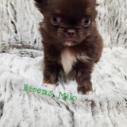 Milo - Chocolate and tan male Chihuahua puppy in Richmond, Virginia from Breens