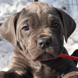 Cane Corso Puppies from Willow Creek Cane Corsos