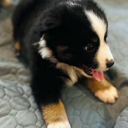 Casey - Black tri male Miniature Australian Shepherd puppy in Luling, Texas from Little Wood Toy and Mini Aussies