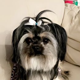 Pomeranian and Shih Tzu All Grown Up from GA Designer Puppies