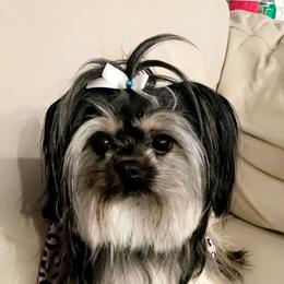Pomeranian and Shih Tzu All Grown Up from GA Designer Puppies