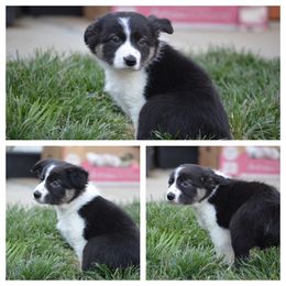 Border Collie Puppies from Millie’s Border Collie