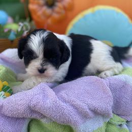 April - Black and white female Shih Tzu puppy in Haines City, Florida from Tammy’s Shih Tzu Puppies in Haines City