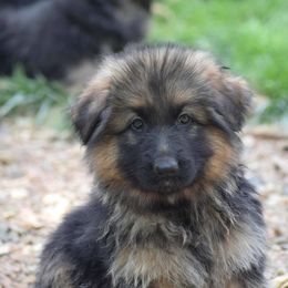 German Shepherd Puppies from Von Muller Shepherds