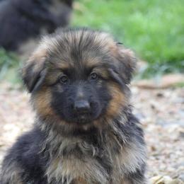 German Shepherd Puppies from Von Muller Shepherds