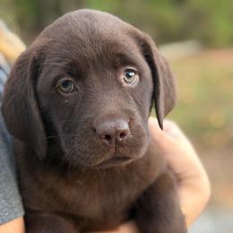 Sully - Chocolate female Labrador Retriever puppy in Archer Lodge, North Carolina from Archer Lodge Labradors