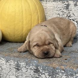 Holly - Yellow female Labrador Retriever puppy in Ozark, Missouri from Westwind Labradors
