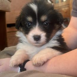 Pink collar Girl Holly - Black and tan female Pembroke Welsh Corgi puppy in Paris, Kentucky from Flat Run Corgis