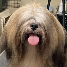 Saana - Lhasa Apso