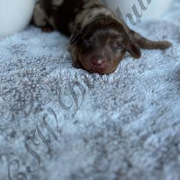 Dachshund Puppies from CSW Dachshunds
