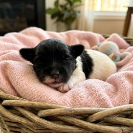 Girl 1 - Black and white female Havanese puppy in Charlotte, North Carolina from Butterfly Havanese