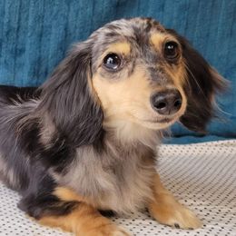 Mystic - Dachshund