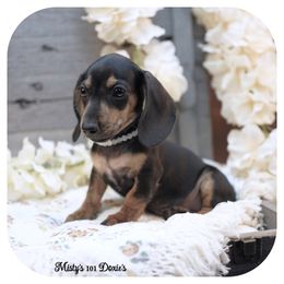 FAIRA - AKC Registered - Black and tan female Dachshund puppy in Graceville, Florida from Misty's 101 Doxies