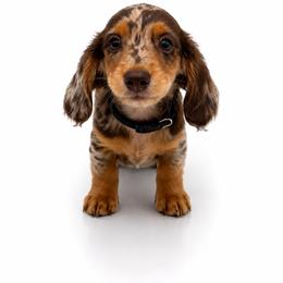 Dahlia - Dapple female Dachshund puppy in Illinois from William Rotsaert