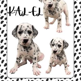 KAL-EL - White and black male Dalmatian puppy in Waxahachie, Texas from Tiff’s Dalmatian Plantation