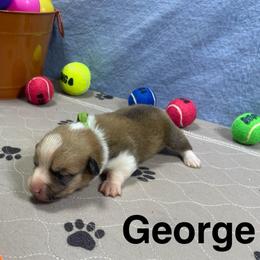George - Red male Pembroke Welsh Corgi puppy in Apison, Tennessee from Ashmore Corgis