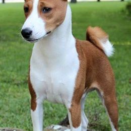 Basenjis from Skywalker Basenjis