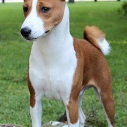 Basenjis from Skywalker Basenjis
