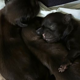 Shih Tzus from ShihTzu love
