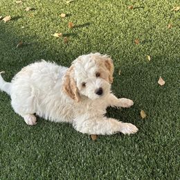 Daisy - Yellow and white female Bernedoodle puppy in Mesa, Arizona from R & J Doodles
