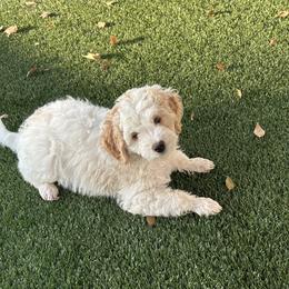 Daisy - Yellow and white female Bernedoodle puppy in Mesa, Arizona from R & J Doodles