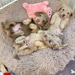 Dachshund Puppies from Boujee Dachshunds