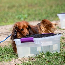 Dachshunds from Dackelbrook Dachshunds