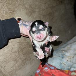 Boy 1 - Black and white male Siberian Husky puppy in Iron River, Wisconsin from Wiemeri Siberians
