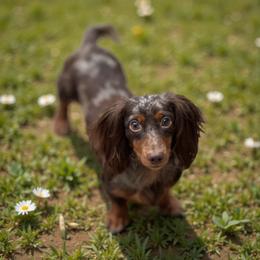Merlin - Dachshund