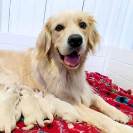 Ellie - Golden Retriever