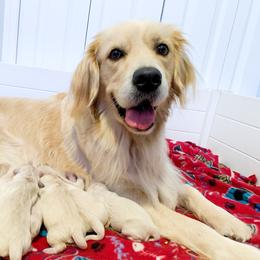 Ellie - Golden Retriever
