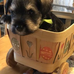 Miniature Schnauzer Puppies from MoonShadows Miniature Schnauzers