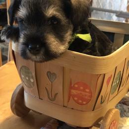 Miniature Schnauzer Puppies from MoonShadows Miniature Schnauzers