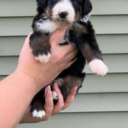Toby - Black tri-color male Aussiedoodle puppy in Omro, Wisconsin from Crystal Ridge Doodles