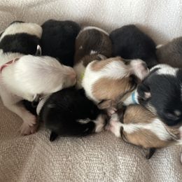 Pembroke Welsh Corgi Puppies from Hallin’ Corgis