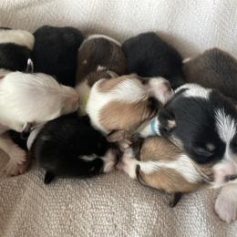 Pembroke Welsh Corgi Puppies from Hallin’ Corgis