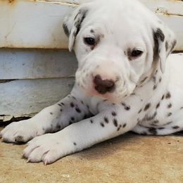 Dalmatian Puppies from Easy To Spot