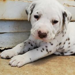 Dalmatian Puppies from Easy To Spot