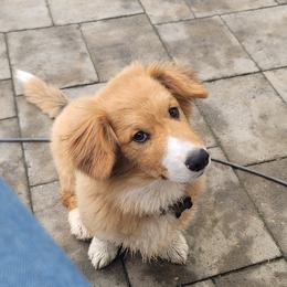 Pembroke Welsh Corgi Puppies from Top-Notch Paws