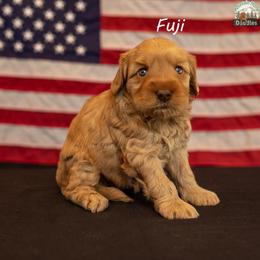 Fuji - Apricot female Australian Labradoodle puppy in Cashmere, Washington from Mountain Home Doodles