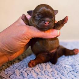 Landon - Liver male Shih Tzu puppy in Richmond, Texas from Aleka Shih Tzu