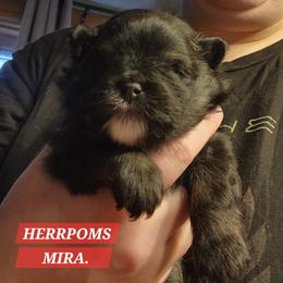 Mira - Black and tan female Pomeranian puppy in Buffalo, New York from HERRPOMS