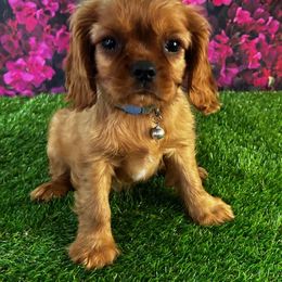 RUBY GIRL (full sibling from last litter) actual puppy was just born and too small - Ruby female Cavalier King Charles Spaniel puppy in Waco, Texas from Reigning Glory Cavaliers