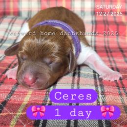 Ceres - Piebald female Dachshund puppy in Harrodsburg, Kentucky from Wayward Home Dachshunds