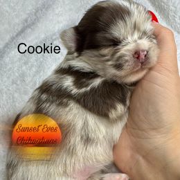 Chihuahua Puppies from Sunset Eves Chihuahuas